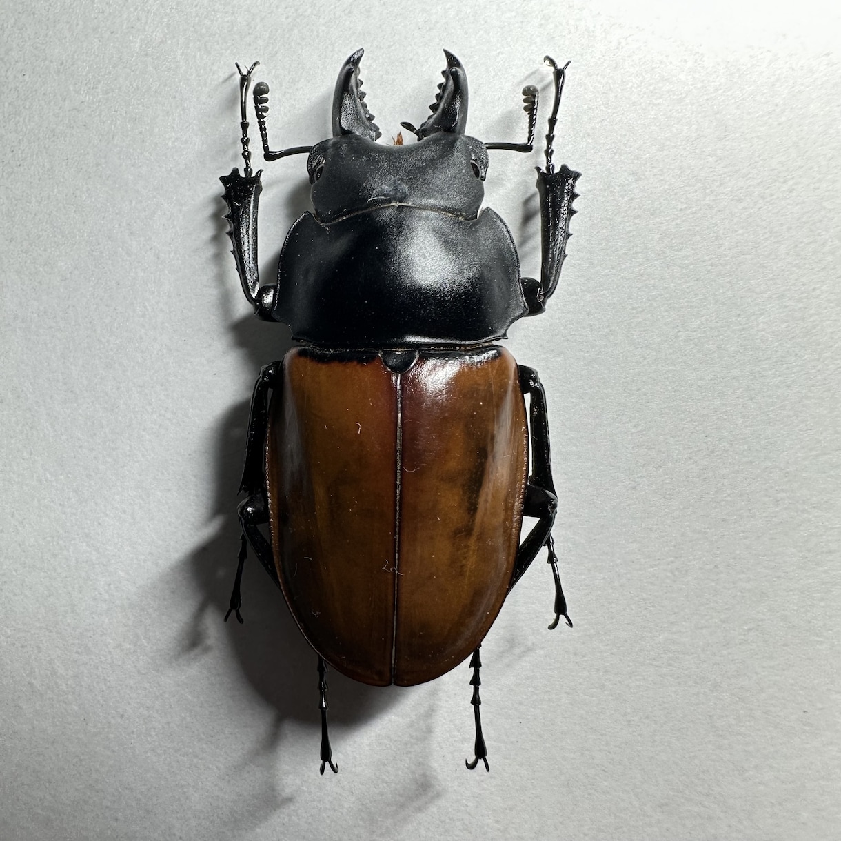 昆虫標本の作成を代行します 屋号名: BOOM INSECT イメージ6