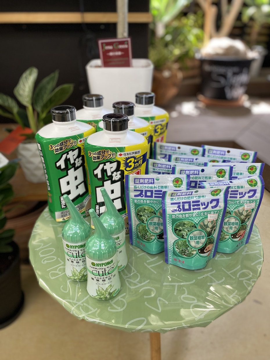 観葉植物、花壇のお花や植栽のアドバイスします 困ったことや映像からわかることをアドバイスとしてお伝えします イメージ2