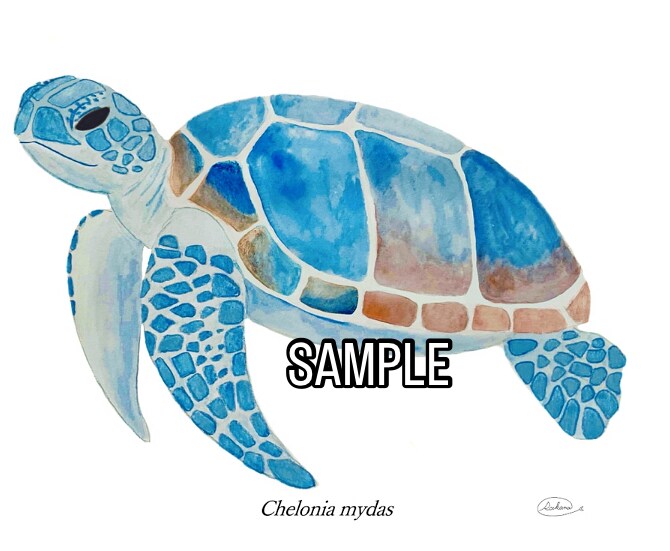 くじら、シャチ、魚類等のイラスト描きます 水生生物の絵を描くのが得意です★他サイト様でも販売実績あり★ イメージ5