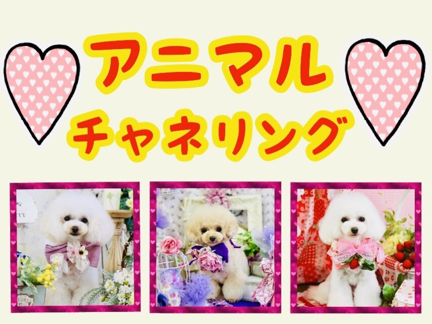 ペットちゃんのきもちをお伝えします ペットちゃんと絆が深まるお手伝いをさせていただきます！ イメージ1
