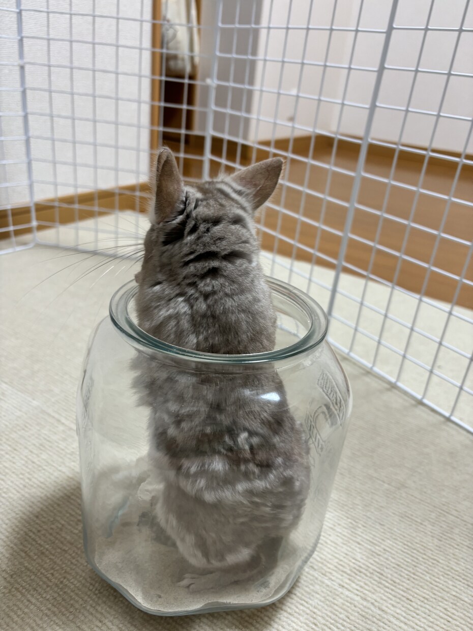 現役ペットショップ店員がお悩みの相談のります 病院に行くほどじゃないお悩みに答えます※小動物も可 イメージ3