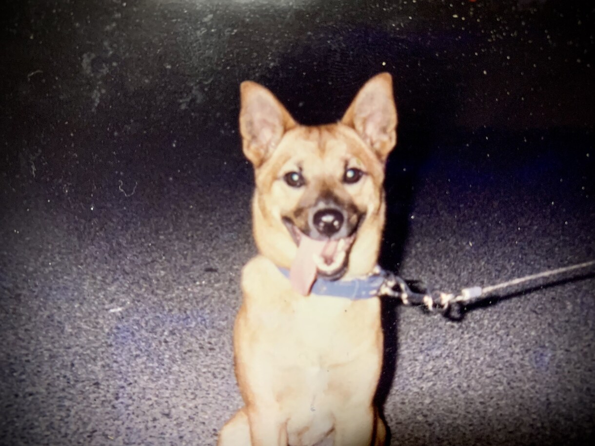 この子を家族に迎えて大丈夫？☘ご縁と時期を占います 犬猫ほかペット全般｜女性専用・最短5分から承ります イメージ7