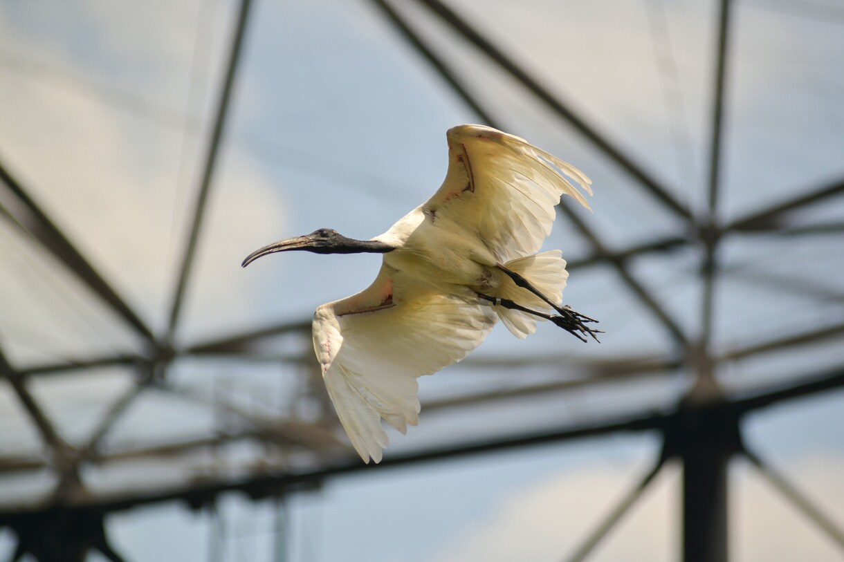 写真データ販売致します 鳥など自然を撮っております。色々な写真があります。 イメージ8