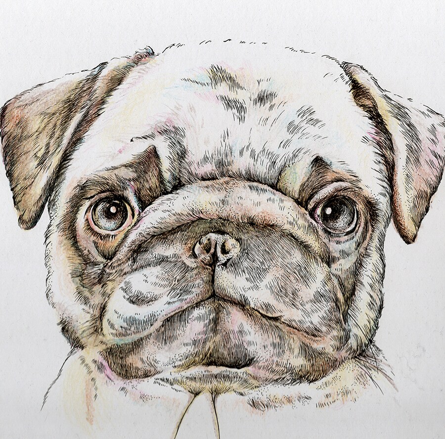 大切なペット(様々な動物)を手描きでお描きします 贈り物に、記念日に。写真とは違ったあたたかみのあるイラストを イメージ3