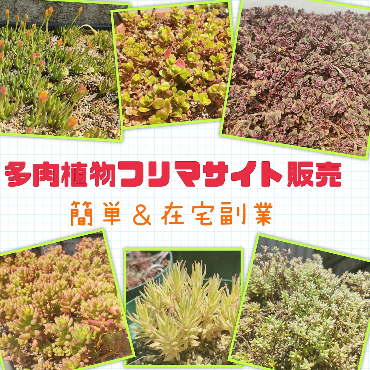 多肉植物×メルカリ　栽培～販売の副業解説致します せどり転売以外にもメルカリ副業の手段はあります！ イメージ1