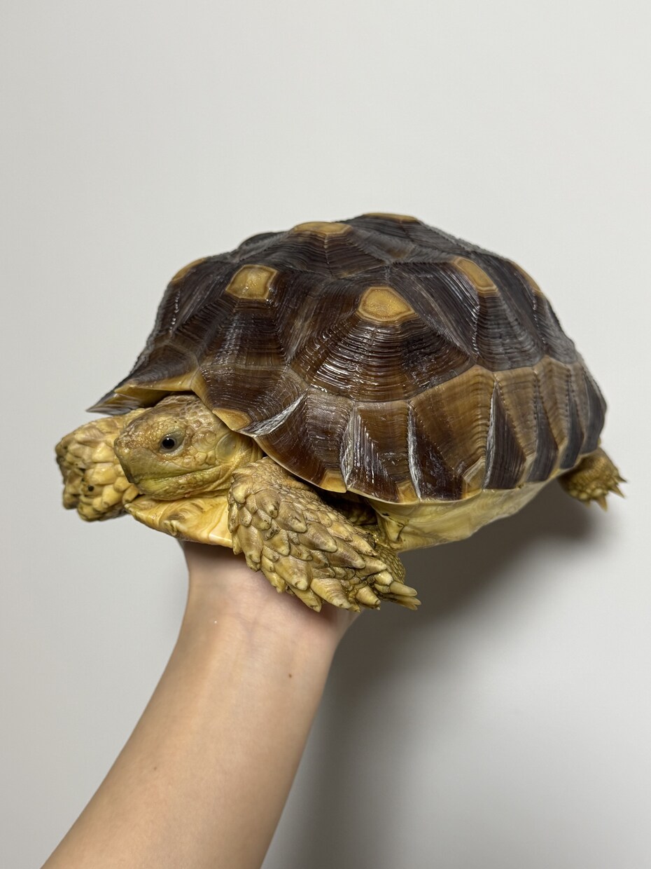 哺乳類・爬虫類・鳥類・両生類・奇蟲飼育相談乗ります 自宅で飼育している生体の飼育方法等相談乗ります イメージ7
