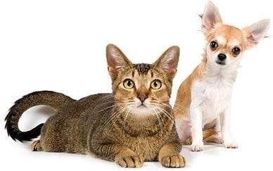ペットの気持ちをお伝えいたします 飼い主様とペットさんの間に入って通訳いたします イメージ2