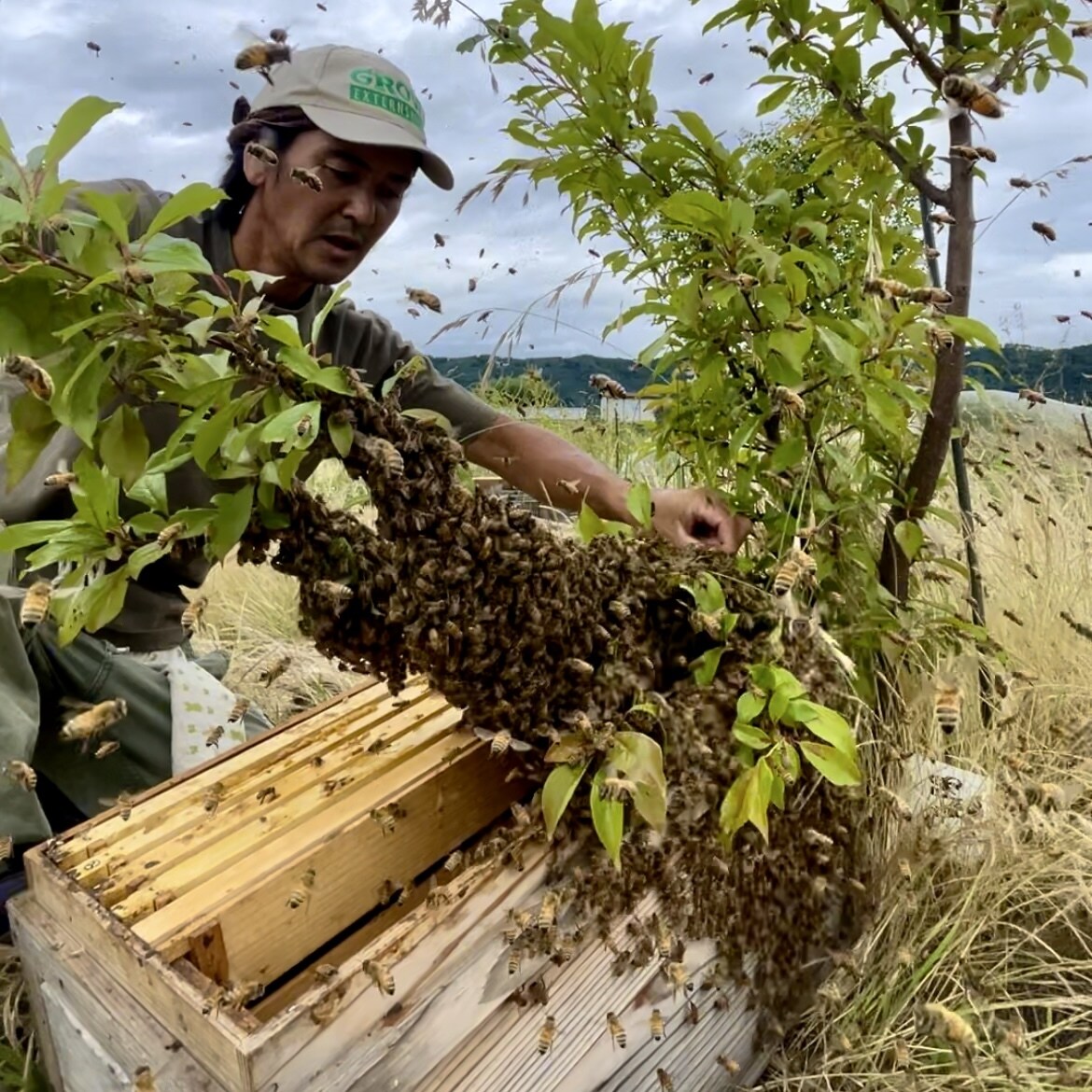 養蜂に挑戦したい！！西洋蜜蜂☆自然養蜂教えます 養蜂の始め方、副業にしたい方、蜜蜂や蜂蜜が好きな方☆ イメージ7