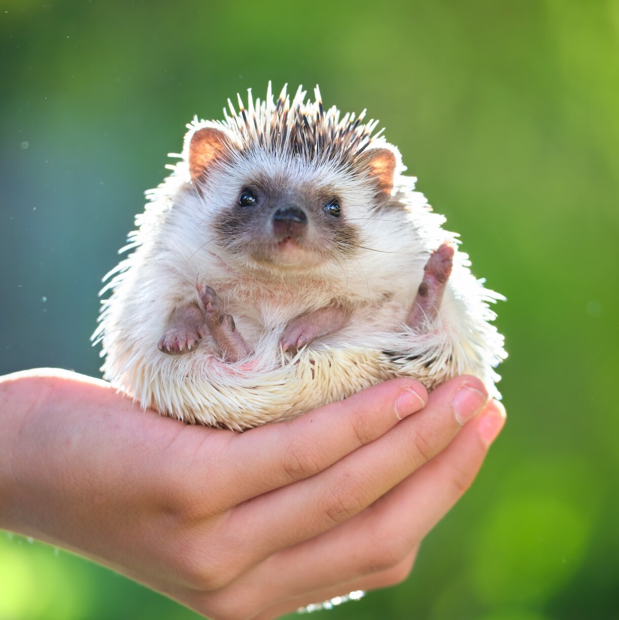 ペットの気持ちを占います 動物飼育歴30年のタロットカード士がペットの心を読み解きます イメージ8
