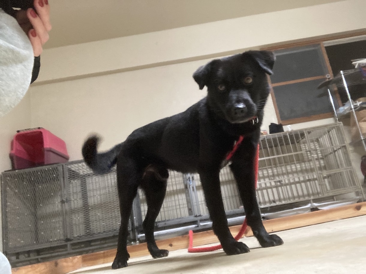 保護犬を飼うかどうか迷っている人の相談に乗ります 保護犬って何？　ペットショップとの違いは？　我が家に合う犬 イメージ4