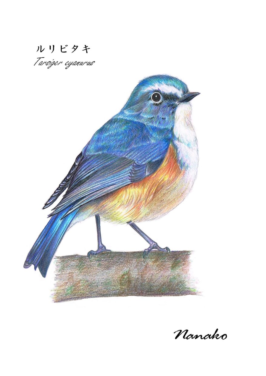 色鉛筆画★大切なペット・動物のイラストを描きます 動物を描き続けて10年以上　色鉛筆で動物の魅力を表現します！ イメージ10