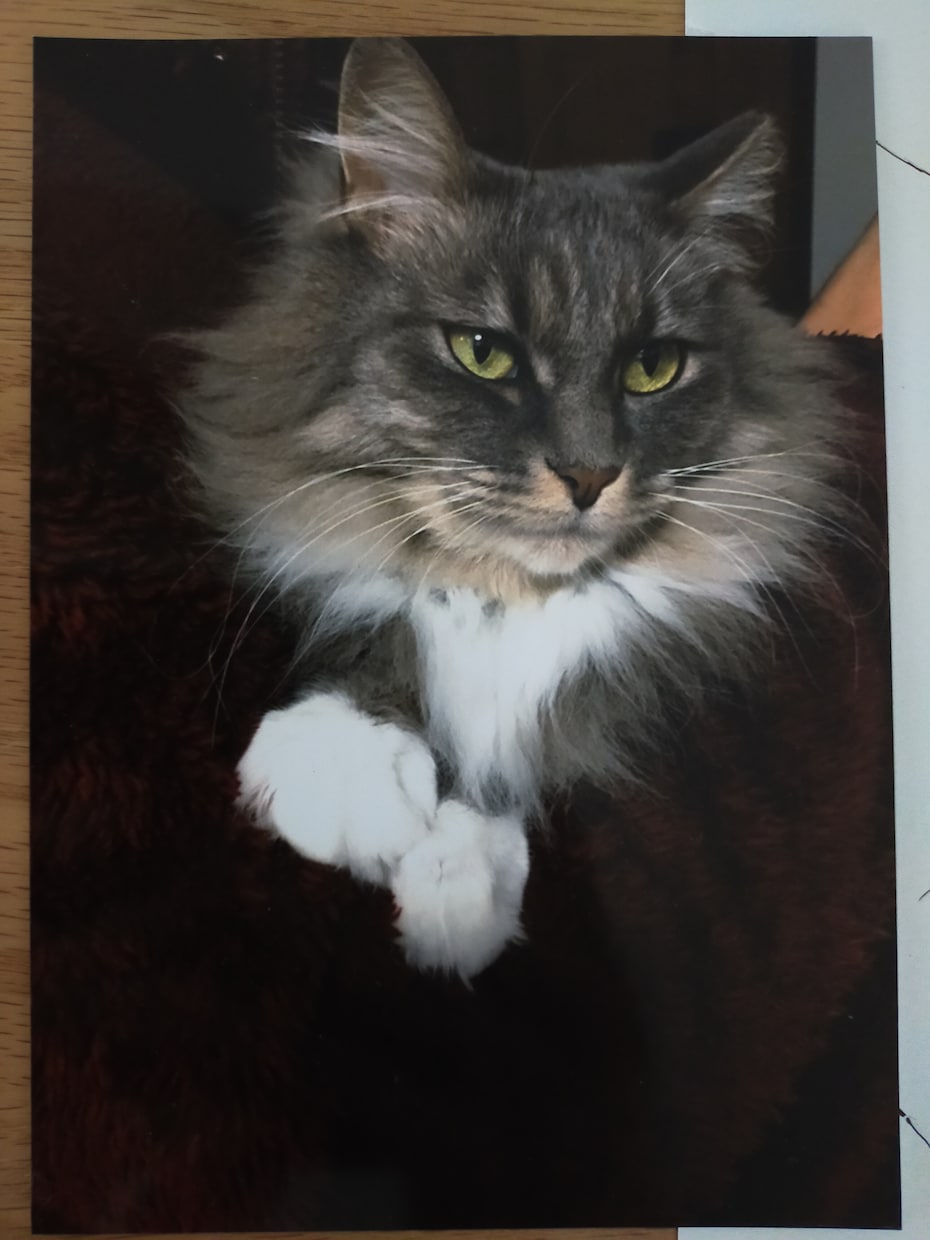 ペットのイラストを製作します 愛猫の水彩イラストを製作します半額キャンペーン中！ イメージ2