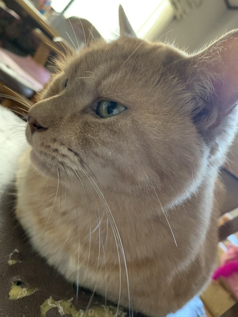 猫の飼い方教えます 産まれたときから猫と共に過ごした経験 イメージ3