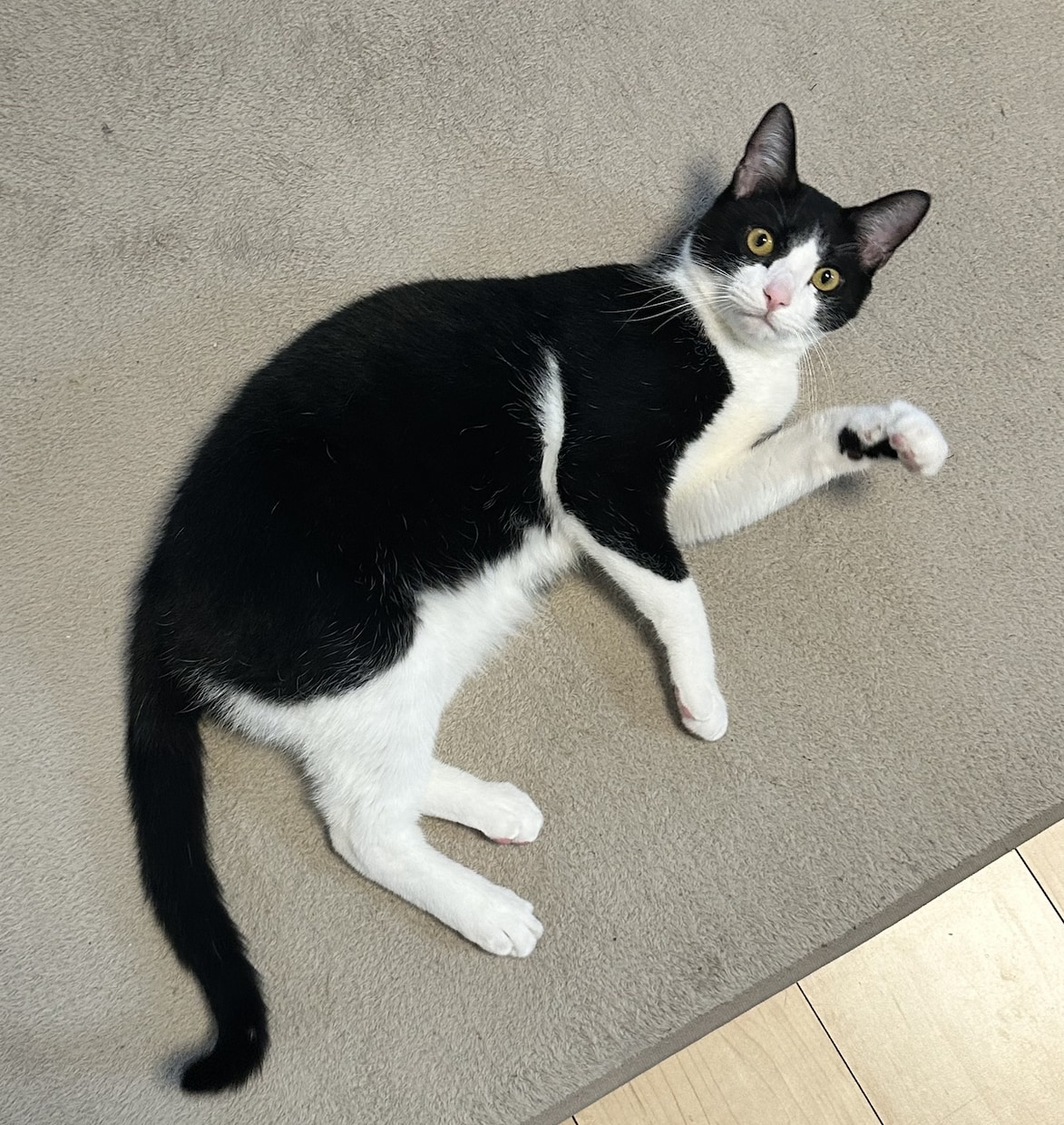 犬・猫・小動物・爬虫類のお悩みお聞きします 動物看護師の目線で大切なペットとの生活についてお聞きします イメージ3