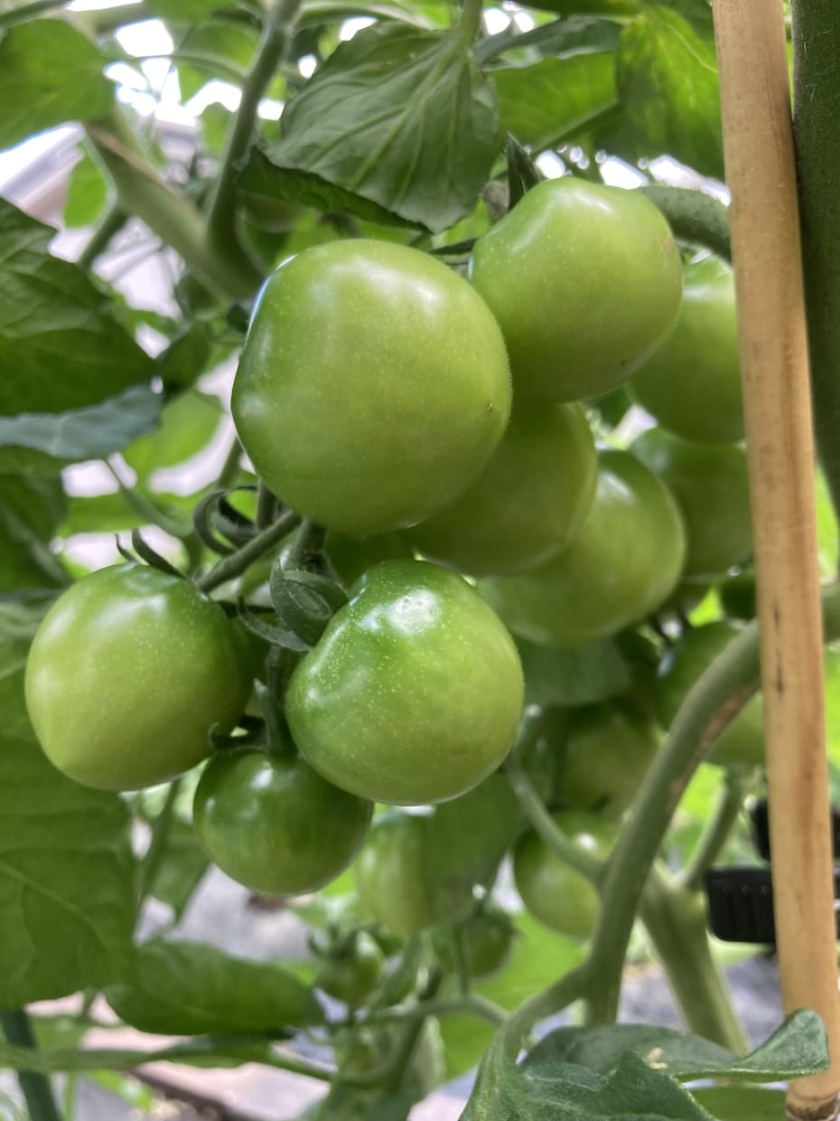 家庭菜園初心者さん向けアドバイスをします 小さな庭でも一緒に野菜づくり楽しみましょう！ イメージ4