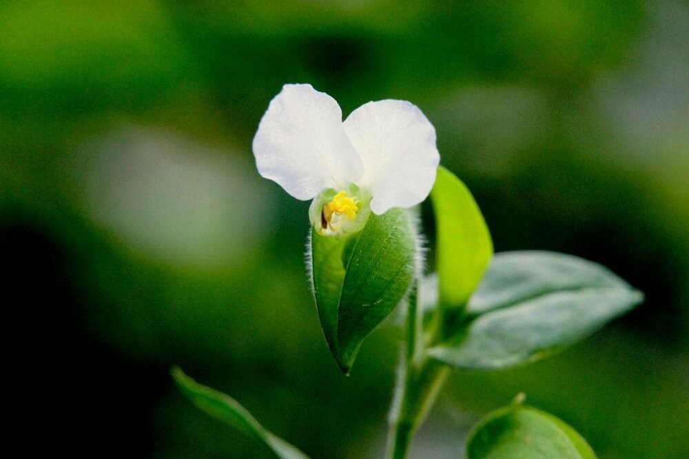 癒しとして里山の野草を中心に写真をお届けします 自然はあなたのストレスを和らげ、癒してくれます。 イメージ4