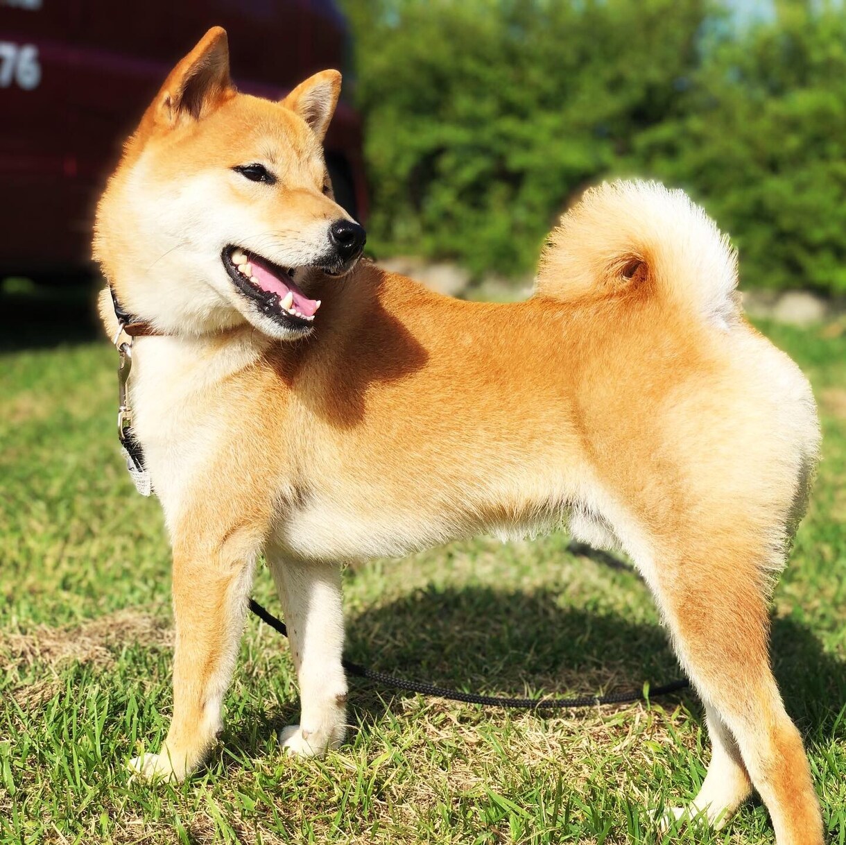 ドッグトレーナーが愛犬との向き合い方を教えます ワンちゃんについての悩みを解決しよう！ イメージ1