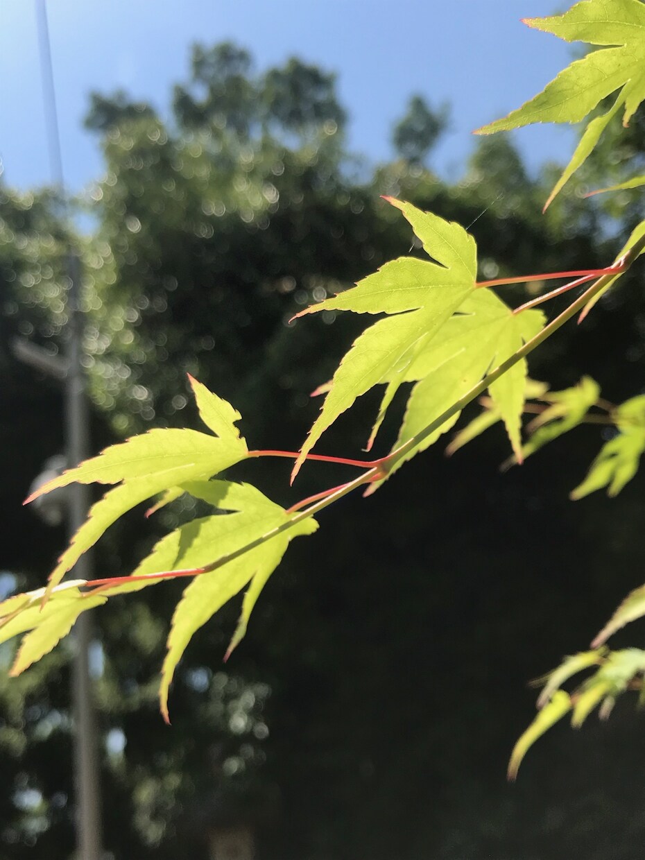 日常の中の素敵な風景撮影します 日常の中の風景写真的なイメージです イメージ3
