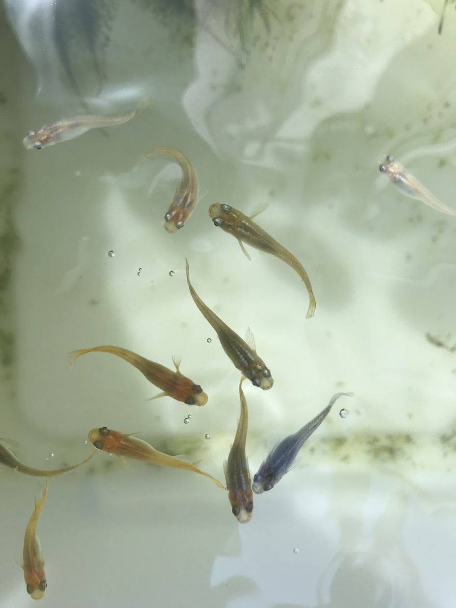 メダカ屋外飼育、繁殖の質問、何でも答えます ⭐️になる子を最小限にして、季節に合わせた対応を伝授致します イメージ2