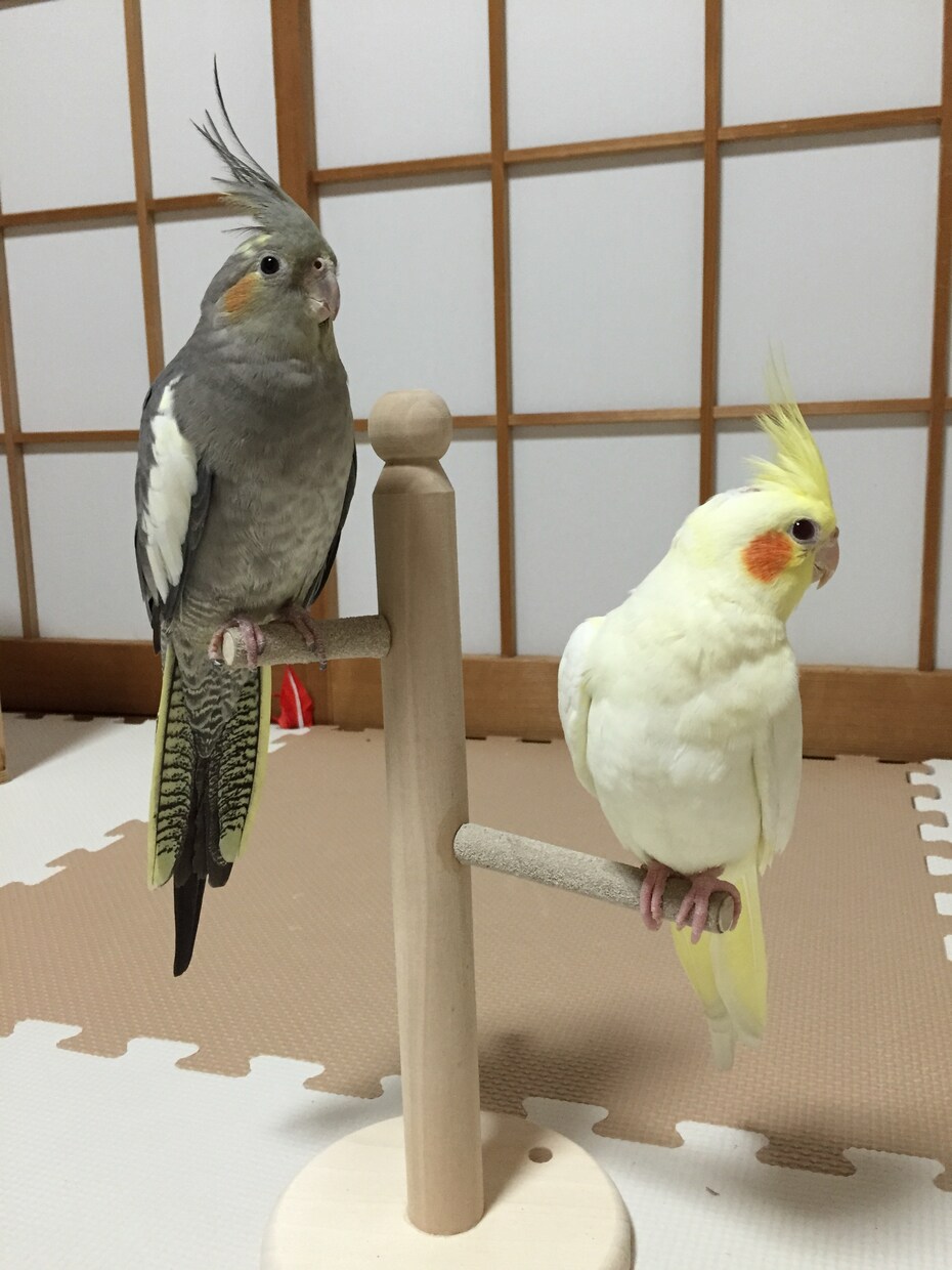 オカメインコのペアから生まれるヒナの種類を教えます オカメインコのペアから生まれるヒナの種類を教えます イメージ6