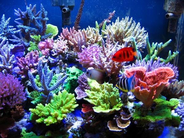 アクアリウム 水槽 淡水海水 珊瑚アドバイスします 病気 白点 濾過 砂 ph  水温 亜硝酸 相性 魚種 イメージ5