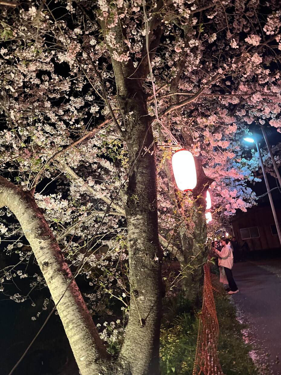 桜の画像などを用意しています 夜桜の画像を用意しています他の写真も用意できます イメージ3