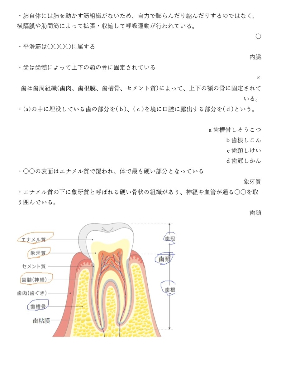登録販売者試験の一問一答問題を大量に提供します 昨年独学で正答率96％以上で合格！その時に作った資料です。 イメージ2