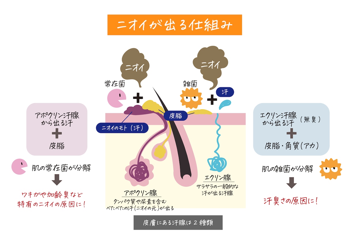 使いやすく分かりやすい！カラダのイラスト作成します 医療・健康系WEB・書籍に！わかりやすく説明をサポートします イメージ7