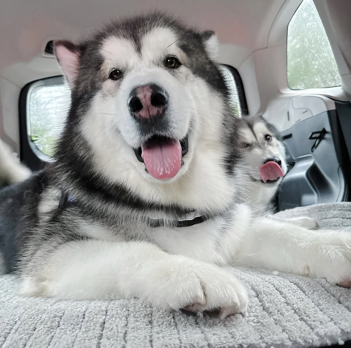 大型犬と猫の飼い主。飼い方やお手入れ相談乗ります アラスカンマラミュートのしおむすび♡愛犬愛猫のお悩み相談室 イメージ7
