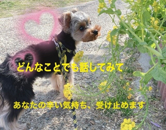 BPD、摂食障害、躁うつなどで辛い方のお話聞きます 誰にも話せない辛さを、同じ病気でも寛解している私が聞きます イメージ1