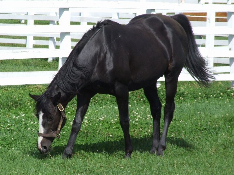 誰も知らない馬券術を販売します 不思議な不思議な馬券術パート1 イメージ1