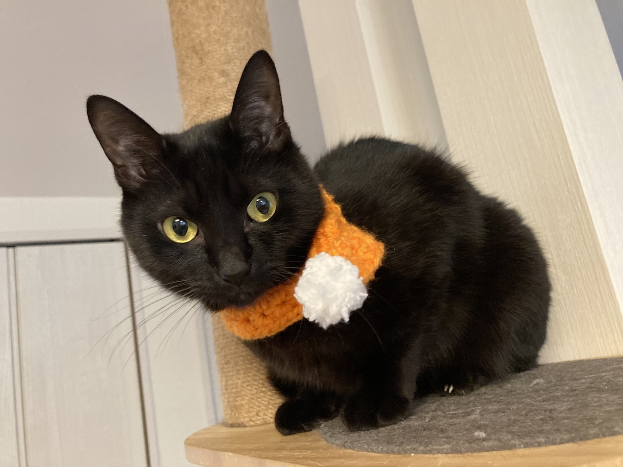 ねこちゃんわんちゃんの撮影用マフラー編みます 可愛いねこちゃんわんちゃんがさらに映える可愛いマフラーです♪ イメージ3
