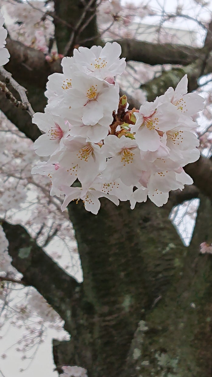 本日のモヤモヤ解消します あなたが明日もまた元気に歩いていけますようにお手伝いします！ イメージ1