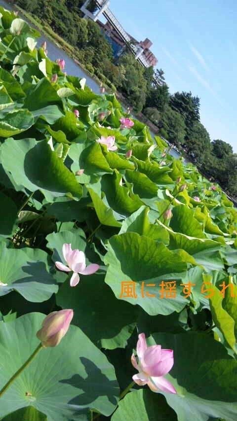 文章添削のセカンドオピニオンをお引き受けします 最難関私大志望者から小中学生の作文指導まで、年2千枚以上！ イメージ1