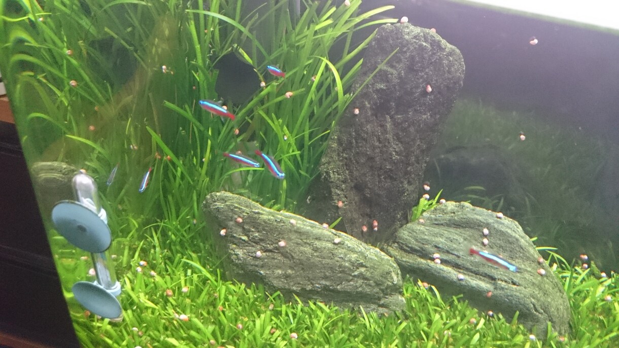 熱帯魚の選び方と管理方法をお教えします リーズナブルできれいな熱帯魚水槽の作り方や管理方法を伝授❗ イメージ2