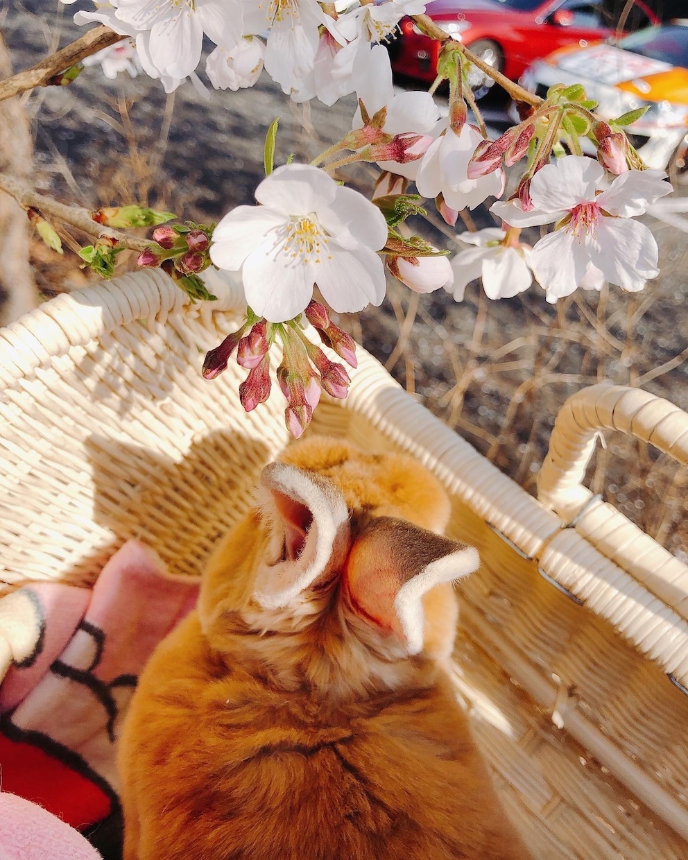 アロマセラピストがあなたの話をただただお聞きします 愚痴や様々な関連悩みをのんびり屋な私に打ち明けてみませんか？ イメージ1