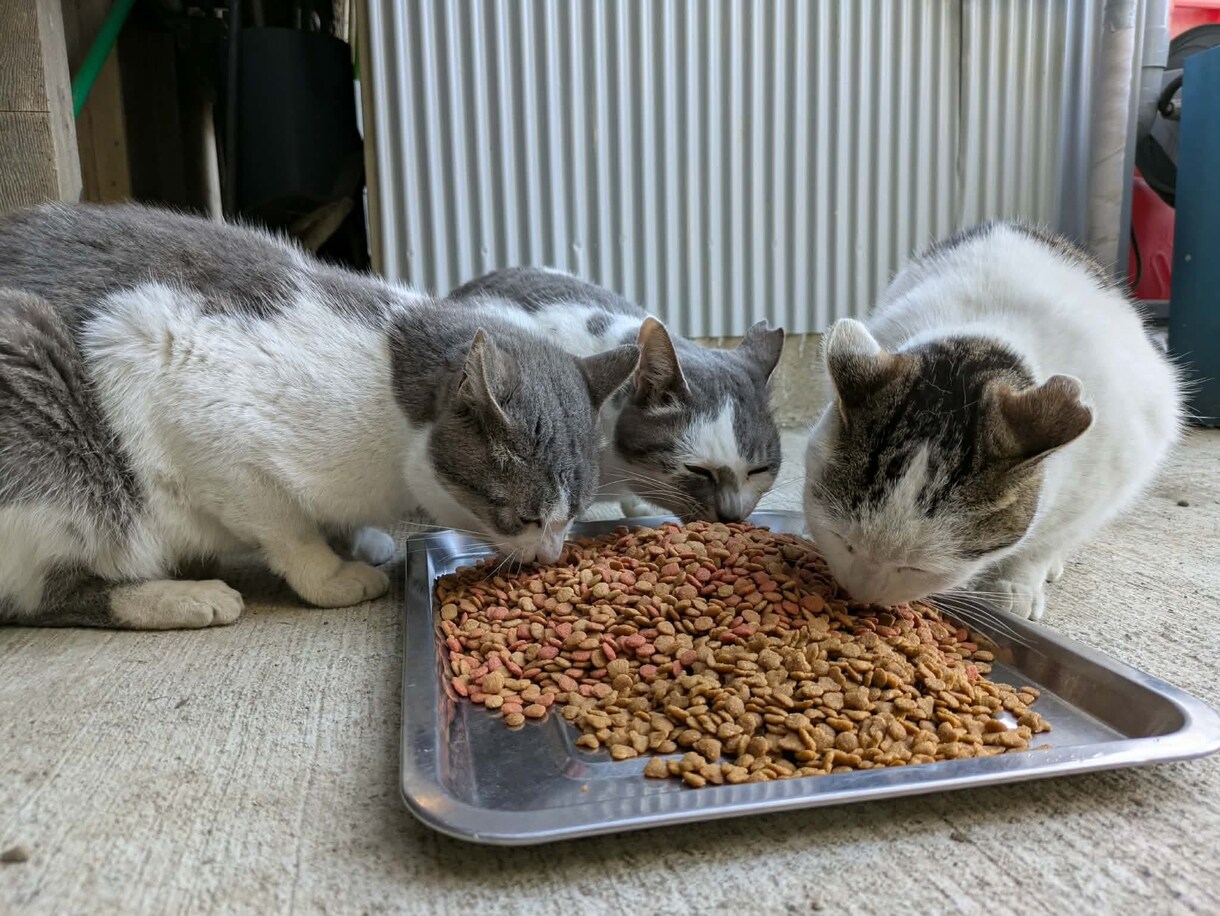 犬猫の悩みごと、何でも相談にのります 保護犬猫ボランティア歴6年。気軽にご相談ください！ イメージ5