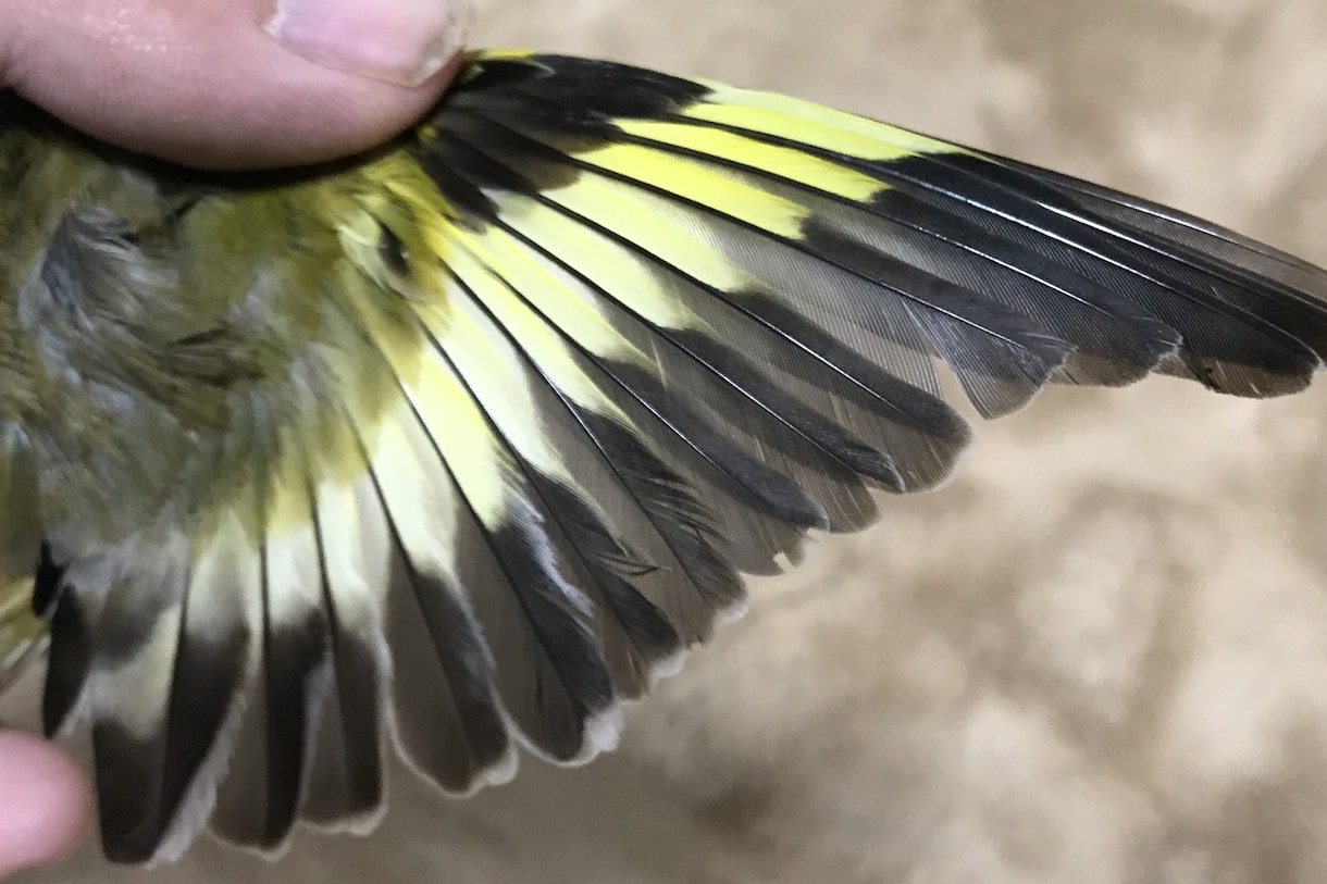 分からない野鳥教えます 〜初心者から最短で野鳥博士になりませんか？〜 イメージ6
