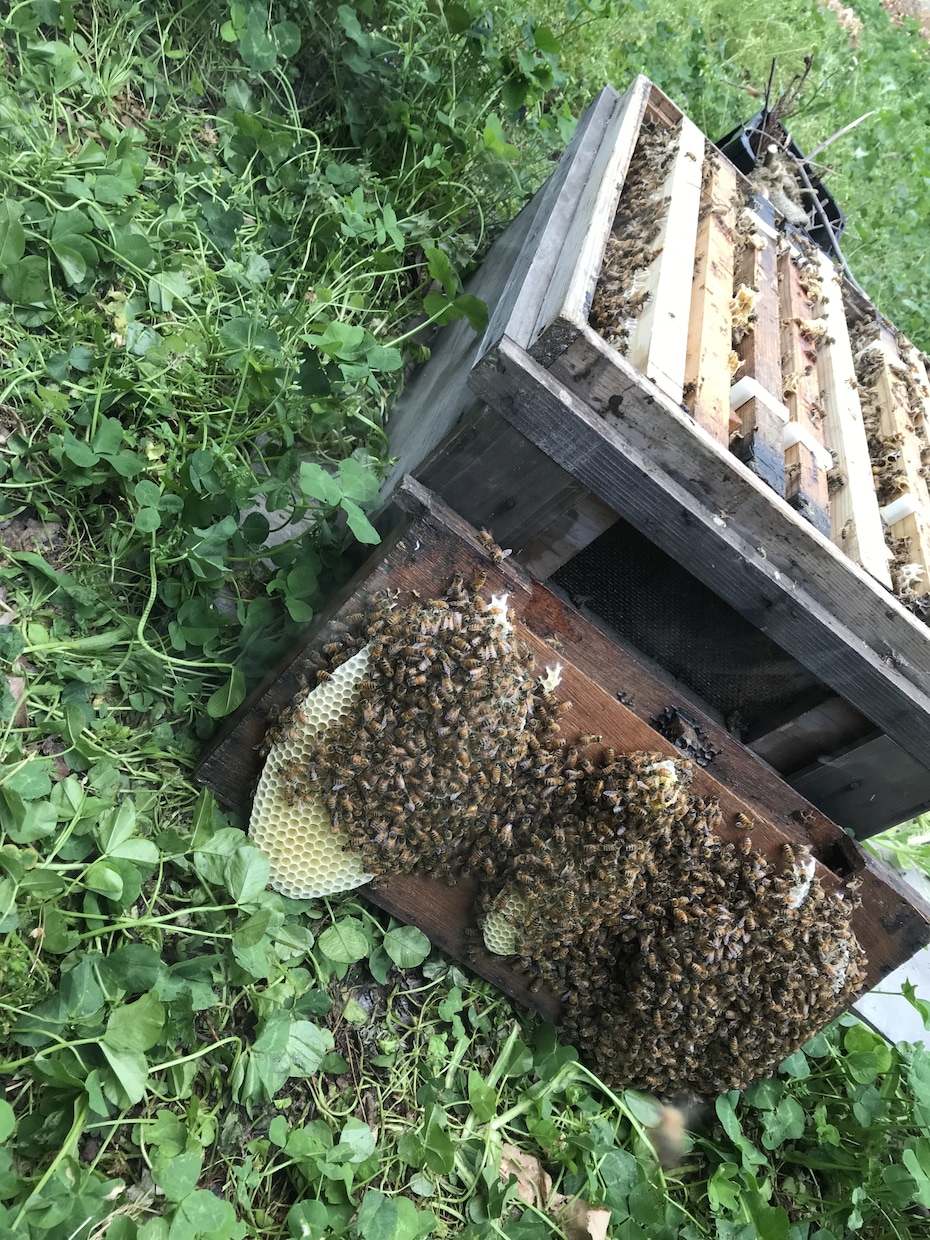 西洋蜜蜂箱入り 取りに来られる方のみ予約順