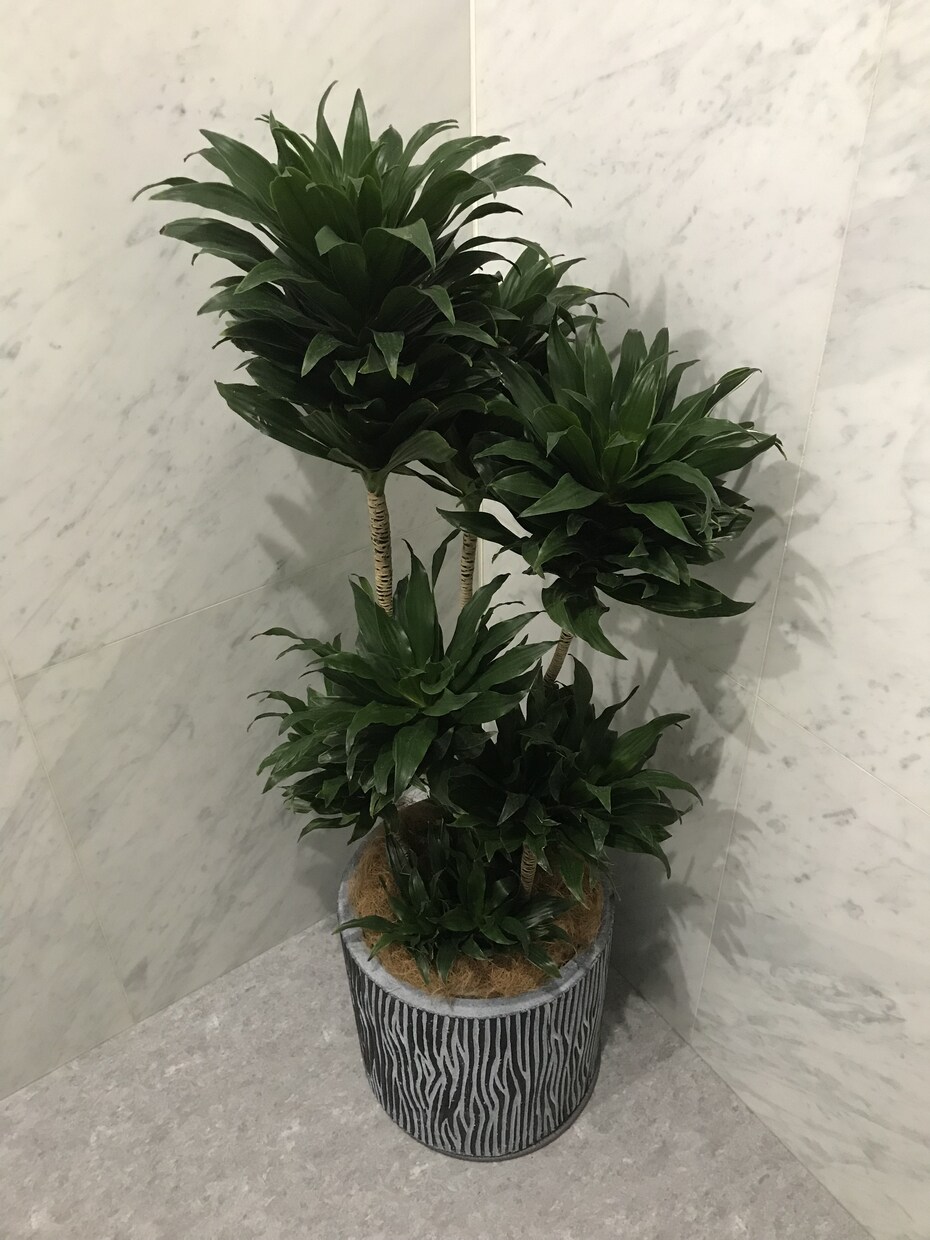 観葉植物の育て方を樹種により詳しくご説明します 樹種によって特性(暗さに弱いなど)は全然違う！！ イメージ5