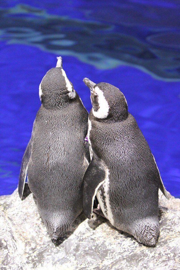24時間独り占め！あなただけのペンギンになります とにかくコウテイしてほしい方必見！ イメージ1