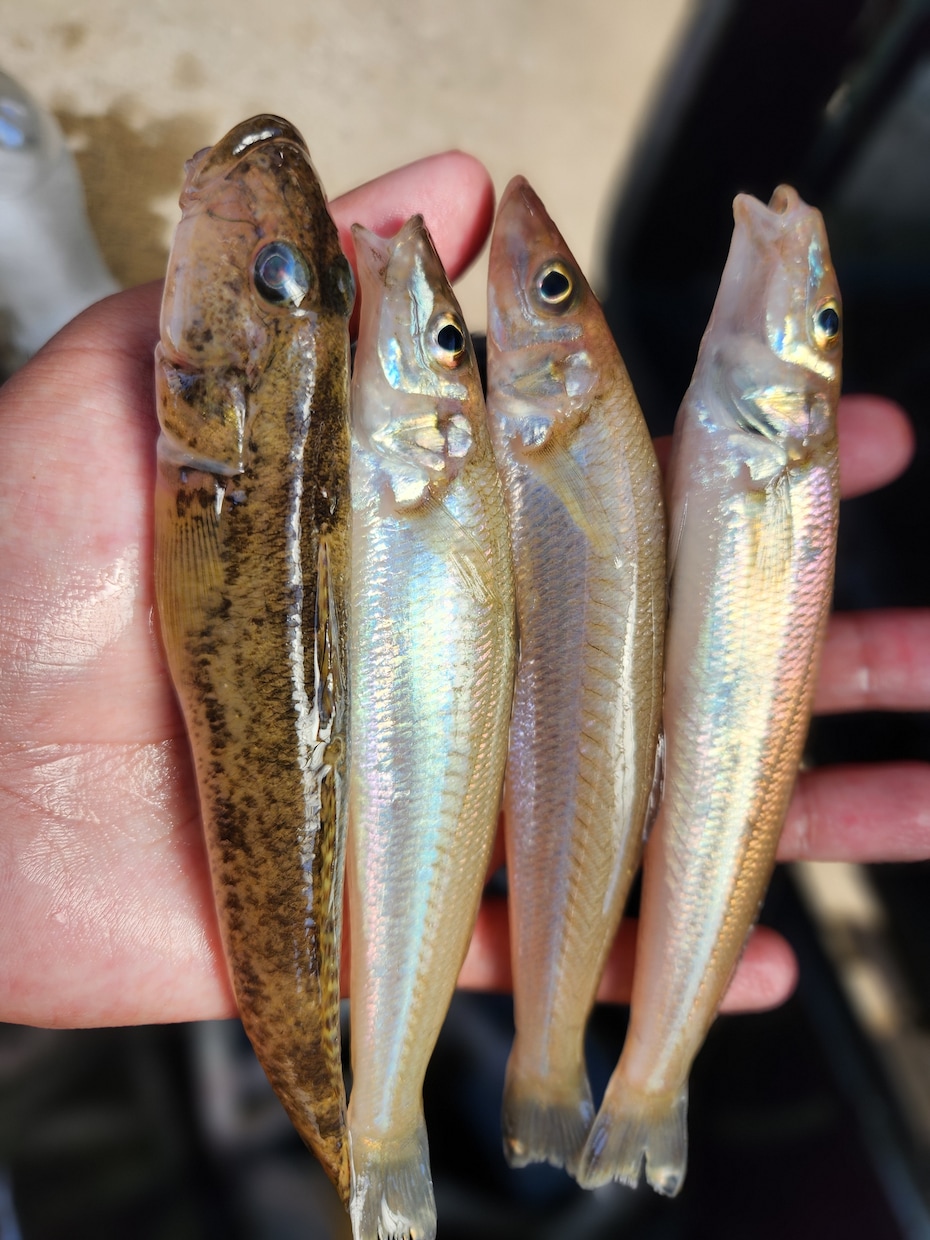 釣りを始めてみたい方の質問お受けします 釣具屋勤務による生の情報をお届けします。 イメージ2