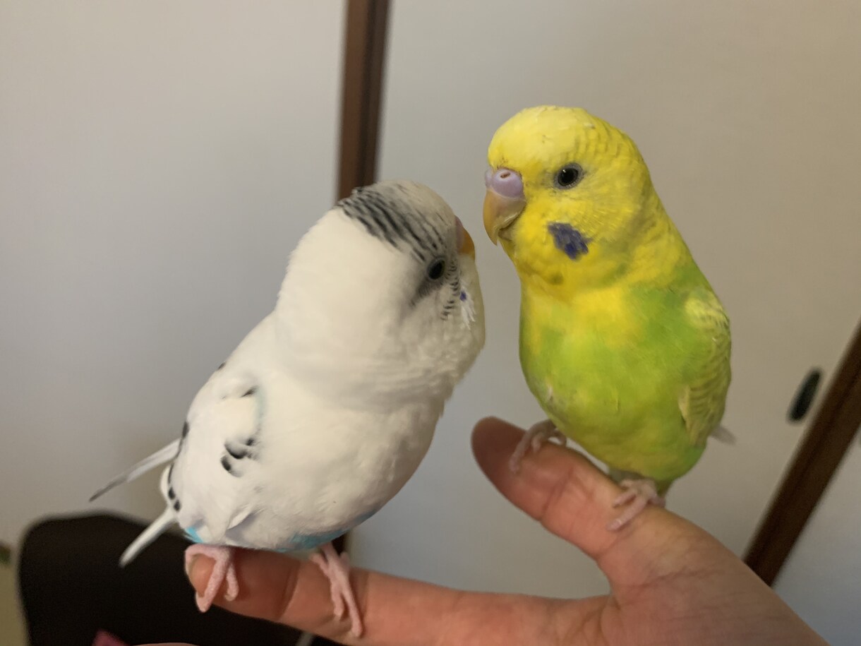 セキセイインコの飼育についてアドバイスします 初めての飼育で不安な方、飼育を検討中の方へ イメージ1
