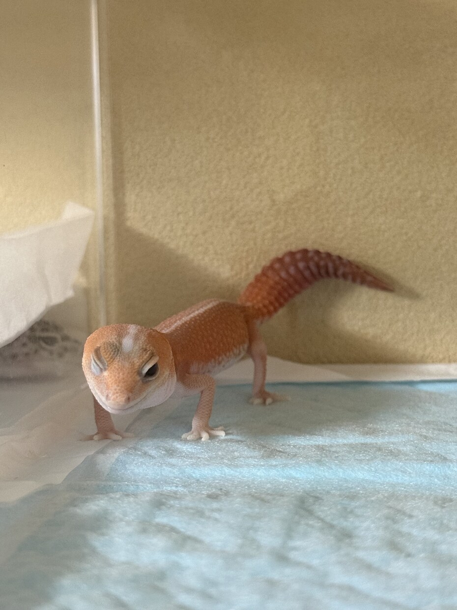 元ショップ店員100匹飼育のプロが爬虫類相談します 大型蛇からヤモリまで！拒食や飼育環境の悩みをプロが解決 イメージ6