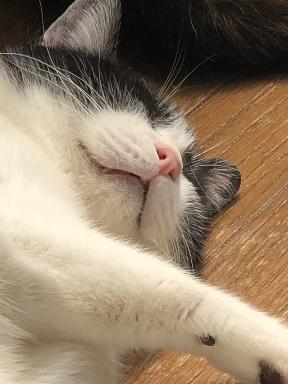 現役猫ボラが猫の多頭飼育の相談にのります 40匹の猫と暮らす現役猫ボラがあらゆる問題を解決に導きます イメージ7