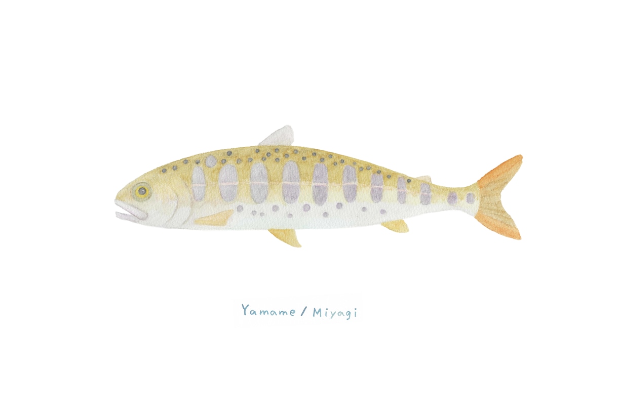釣った渓流魚を透明感のある水彩で描きます 川ごとに違う色と模様を、水に溶ける色鉛筆で一枚に イメージ2