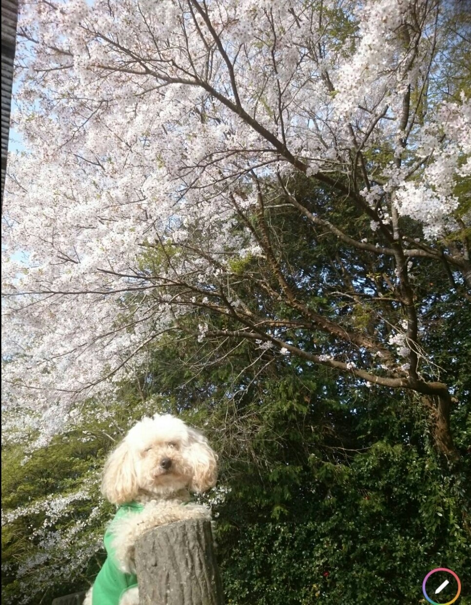 私トイプードルを飼ってます ペットといえど同じ家族です一緒に問題解決しましょう。 イメージ3