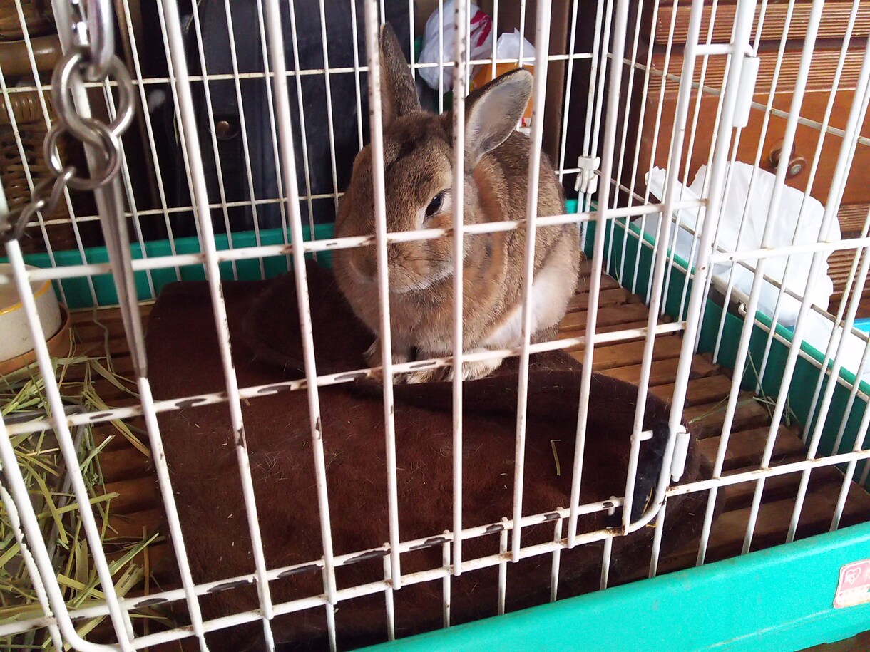 ウサギの飼い方教えます(*´ω｀*) イメージ1