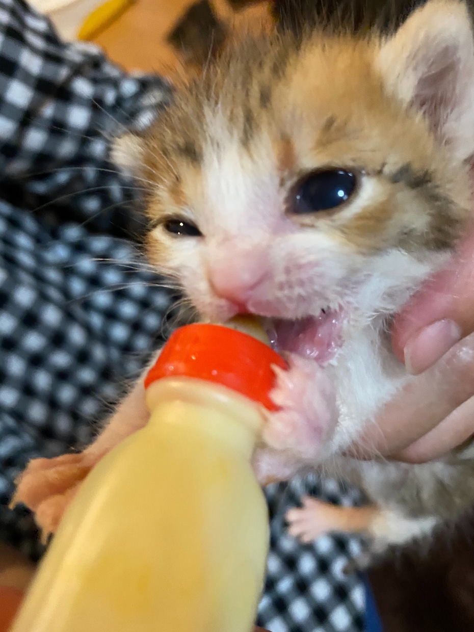 犬猫のお手入れの仕方、相対にのります 実務経験27年ベテラントリマーが相対にのります。 イメージ2