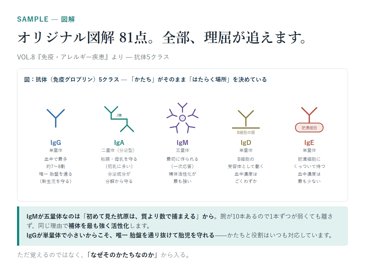 薬剤師国家試験対策を教えます 国家試験290点↑の現役薬剤師が勉強のポイントを教えます！ イメージ4